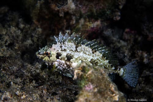 Dusky Spinefoot