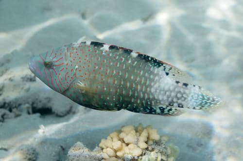Abudjubbe Wrasse