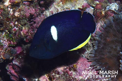 Keyhole Angelfish
