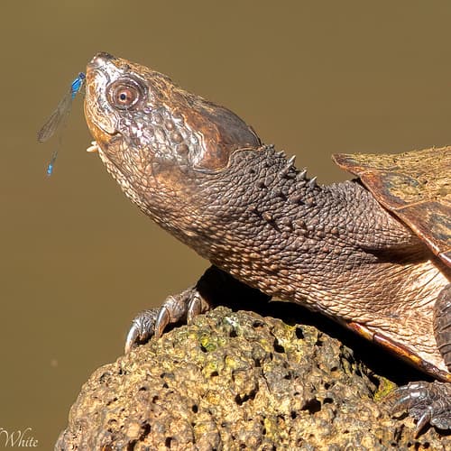 Eastern Saw-shelled Turtle