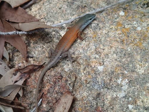 Orange-flanked Rainbow Skink