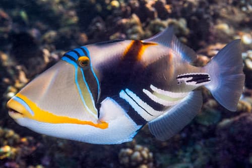 Lagoon Triggerfish