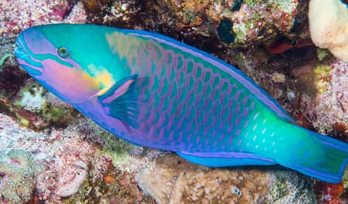Indian Bullethead Parrotfish