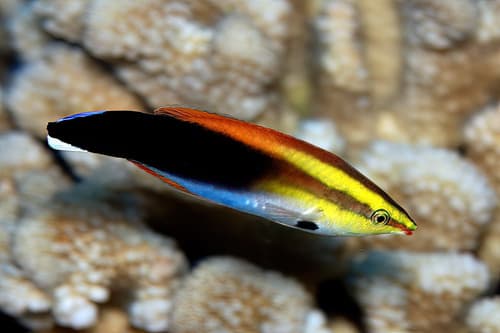 Breastspot Cleanerfish