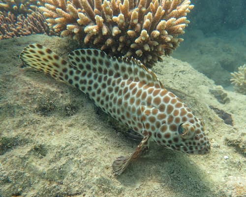 Longfin Rockcod