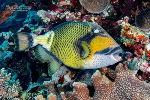 Titan Triggerfish