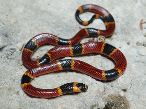 Micrurus diastema apiatus