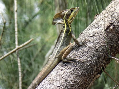 Brown Basilisk