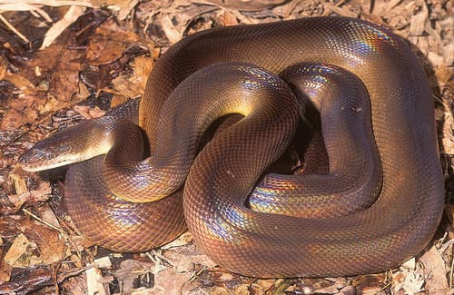 Water Python