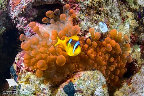 Red Sea Anemonefish