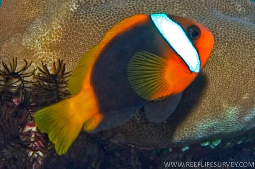 Blackback Anemonefish