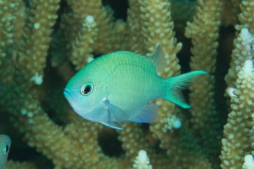 Blue-green Chromis