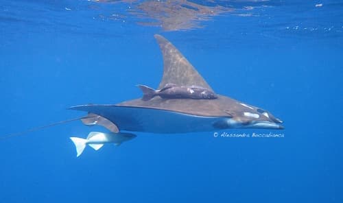 Sicklefin Devil Ray