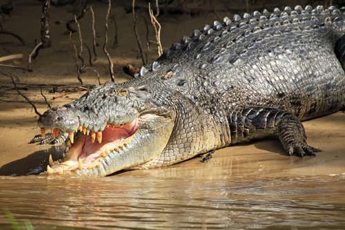 Saltwater Crocodile