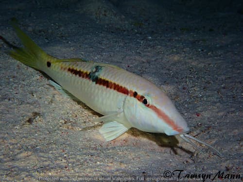 Red Sea Goatfish