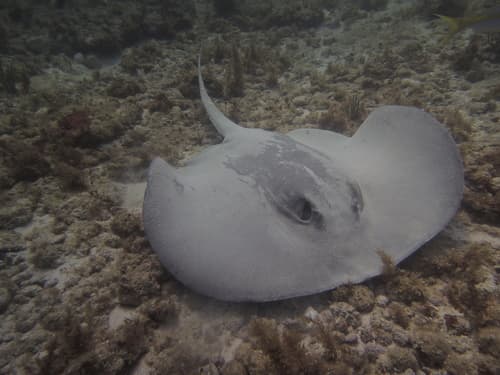 Caribbean Whiptail Stingray