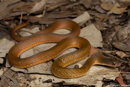 Common keelback