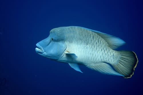 Humphead Wrasse