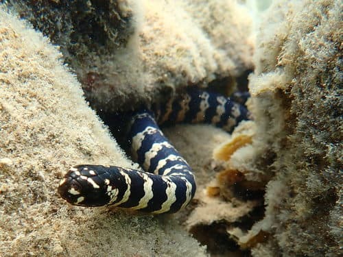 Sea Snake