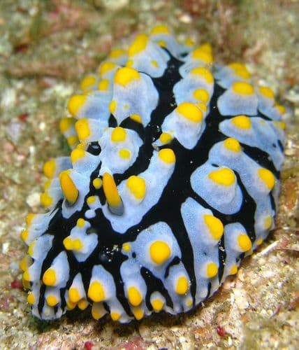 Komodo, Indonesia