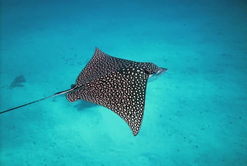 Bonaire