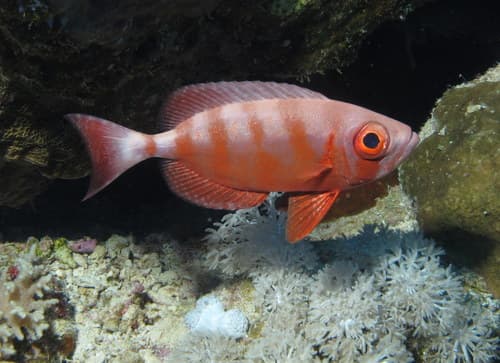 Seychelles