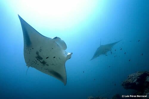 Manta Ray