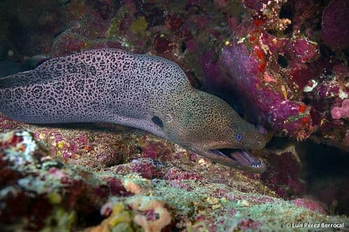 Moray Eel