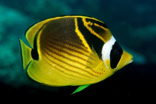 Raccoon Butterflyfish
