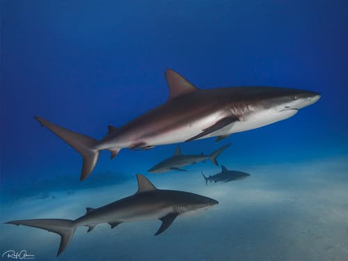 Caribbean Reef Shark