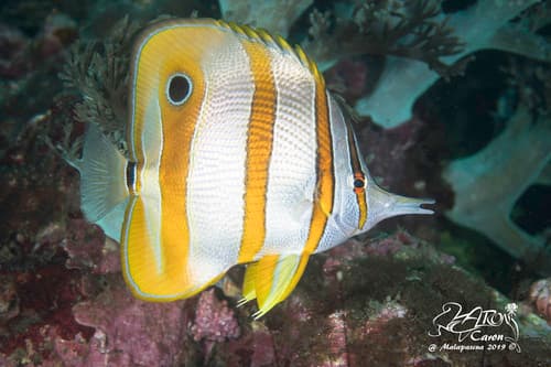 Copperband Butterflyfish
