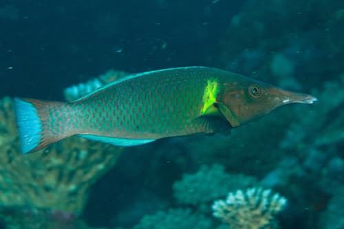 Bird Wrasse