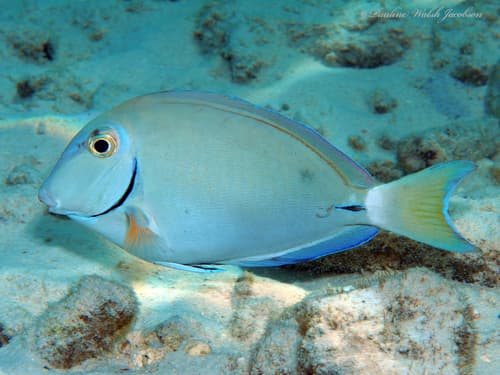 Ocean Surgeonfish