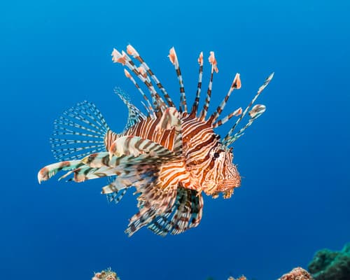 Lionfish