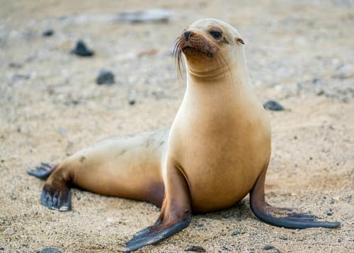 Galápagos, Ecuador