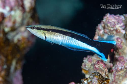 Cleaner Wrasse