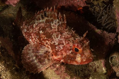 Scorpionfish