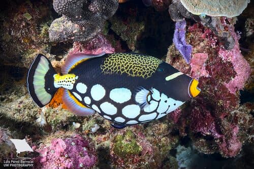 Clown Triggerfish