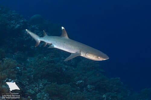 Whitetip Reef Shark