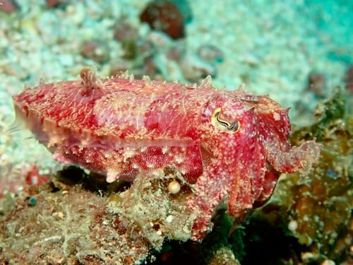 Raja Ampat, Indonesia