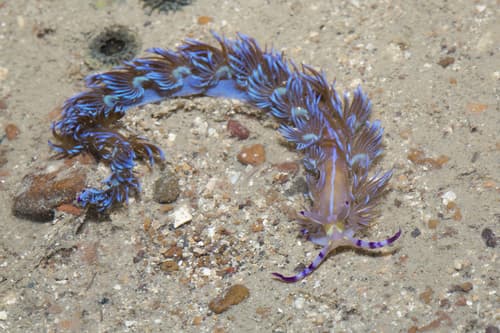 Blue Dragon