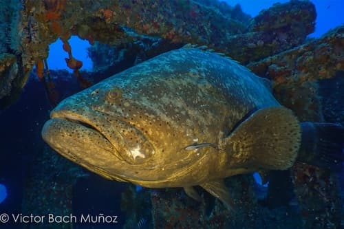 Goliath Grouper