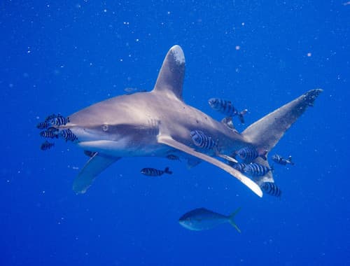 Oceanic Whitetip Shark
