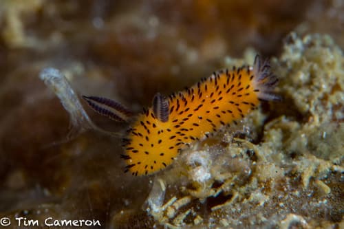 Sea Bunny
