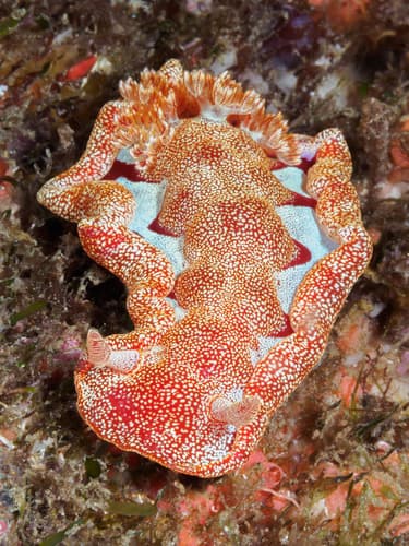 Spanish Dancer