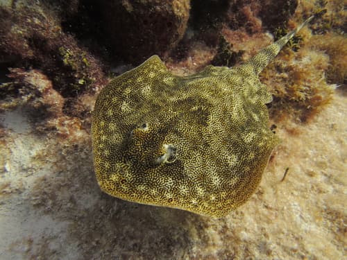 Yellow Stingray