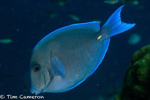Blue Tang