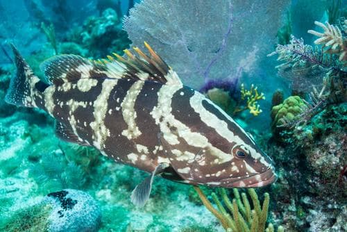 Nassau Grouper